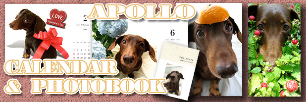 ダックスフンド　カレンダー　写真集
