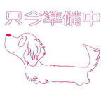 ダックスフンド　クリームパイボールド