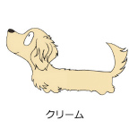 ダックスフンド　クリーム