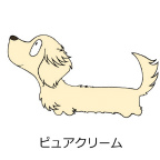 ダックスフンド　ピュアクリーム