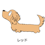 ダックスフンド　レッド