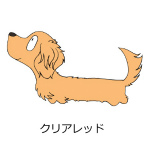 ダックスフンド　クリアレッド