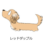 ダックスフンド　レッドダップル