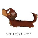 ダックスフンド　シェイデッドレッド