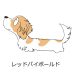 ダックスフンド　レッドパイボールド