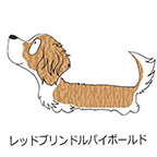 ダックスフンド　レッドブリンドルパイボールド