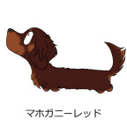 ダックスフンド　マホガニーレッド