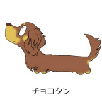 ダックスフンド　チョコレートタン