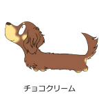 ダックスフンド　チョコクリーム