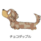 ダックスフンド　チョコダップル