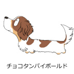 ダックスフンド　チョコタンパイボールド
