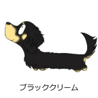 ダックスフンド　ブラッククリーム