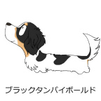 ダックスフンド　ブラックタンパイボールド