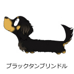 ダックスフンド　ブラックタンブリンドル