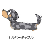 ダックスフンド　シルバーダップル