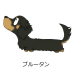 ダックスフンド　ブルータン