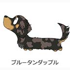 ダックスフンド　ブルータンダップル