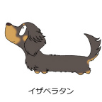 ダックスフンド　イザベラタン