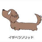 ダックスフンド　イザベラソリッド