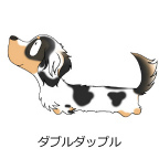 ダックスフンド　ダブルダップル