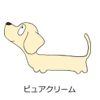 ダックスフンド　ピュアクリーム