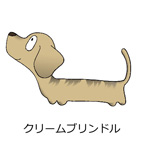 ダックフンド　クリームブリンドル