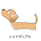 ダックスフンド　レッドダップル