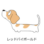 ダックスフンド　レッドパイボールド