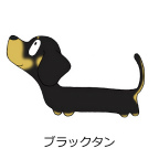 ダックスフンド　ブラックタン