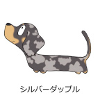 ダックスフンド　シルバーダップル