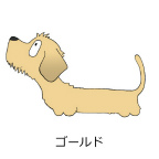 ダックスフンド　ゴールド