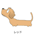 ダックスフンド　レッド