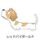 ダックスフンド　レッドパイボールド