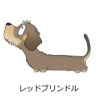ダックスフンド　レッドブリンドル
