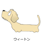 ダックスフンド　ウィートン