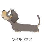 ダックスフンド　ワイルドボア