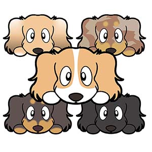 ダックスフンド　毛色　イラスト