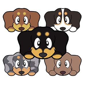 ダックスフンド　毛色　イラスト