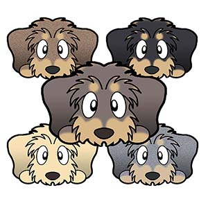 ダックスフンド　毛色　イラスト