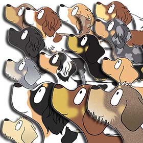 ダックスフンド　毛色　種類