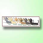 ダックスフンド　ステッカー