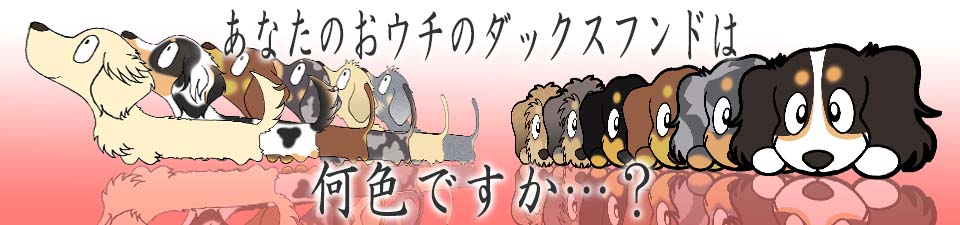 ダックスフンド　毛色一覧表