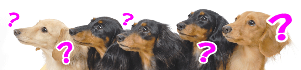 ダックスステッカー　よくある質問