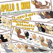 ダックスフンド　多頭飼い